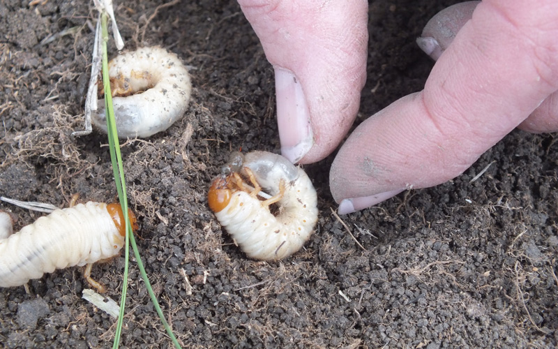 How to get rid of Grass Grubs