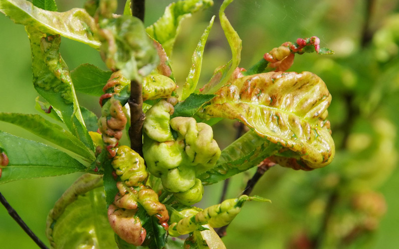 what causes alii ficus tree leaves to curl