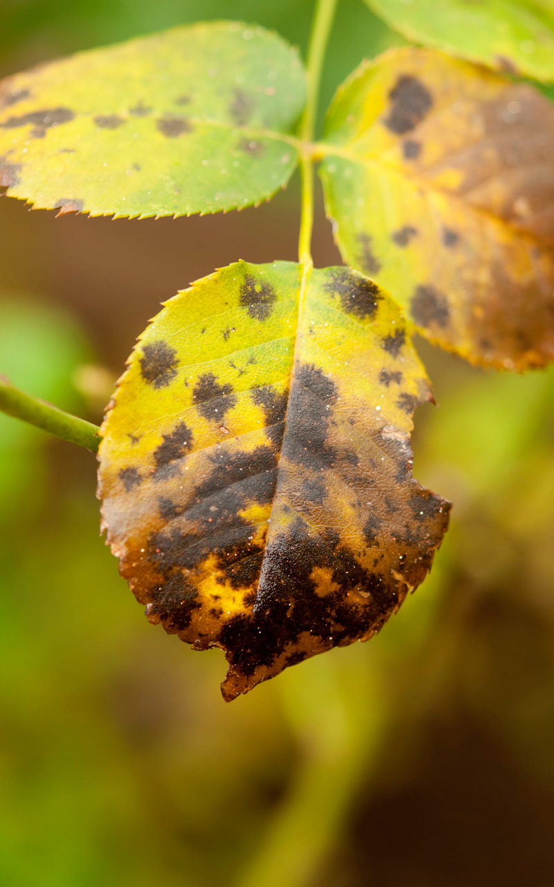 What Are Black Spots On Rose Bush Leaves at Ray Watson blog