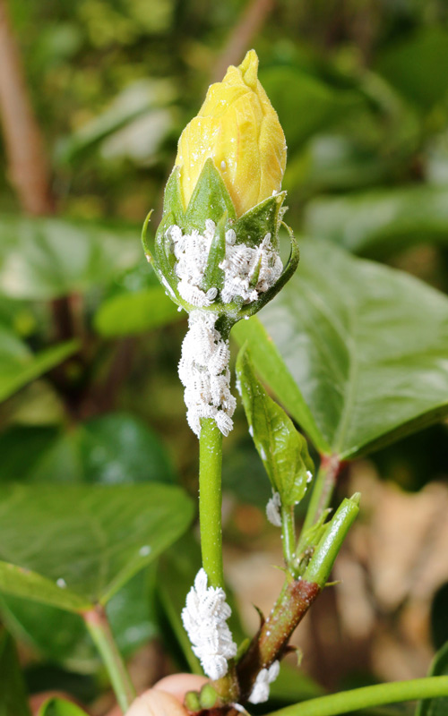 How to get rid of Mealybug Kings Plant Doctor