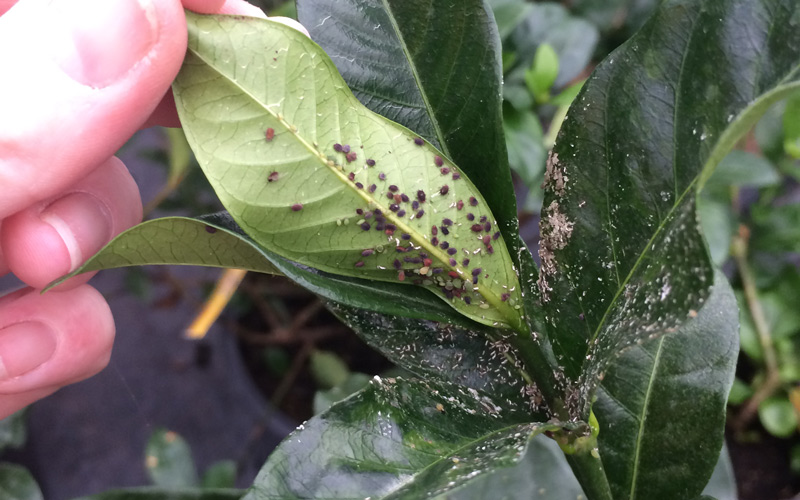 What Do Aphids Do to Plants