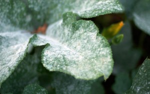 Powdery_mildew_on_pumpkin_leaves_1