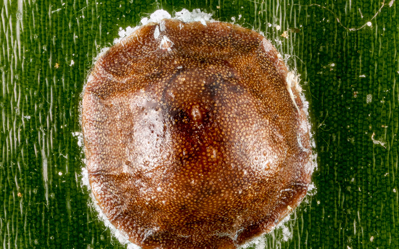 https://plantdoctor.co.nz/assets/uploads/2016/05/Scale_insect_back_U_Patuxent_MD_2013-01-02-14.11.jpg