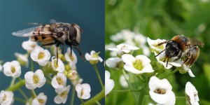 hoverflies-alyssum