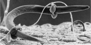 nematode-fungal-hyphae