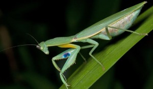 preying-mantis