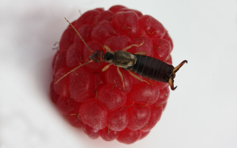 How To Get Rid Of Earwigs Kings Plant Doctor
