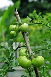 Tomato Plant - Extra Green (c) Steven Reynolds (flickr.com/photos/samenstelling/6160847292). CC BY 2.0