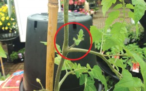 Tomato-laterals-circled