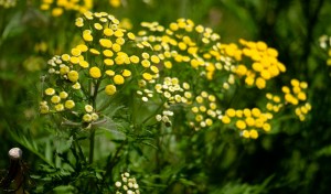 Swirly Tansy (c)  Kurt Bauschardt (flickr.com/photos/kurt-b/7553277542) CC BY-SA 2.0