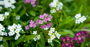 alyssum-for-web