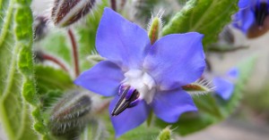 borage-005 (c) fellzfellz (flickr.com/photos/rafimages/16795116222). CC BY-ND 2.0