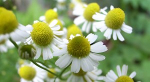 chamomile (c)  Toshiyuki IMAI (.flickr.com/photos/matsuyuki/505646025). CC BY-SA 2.0