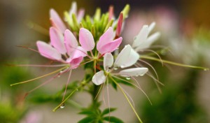 Cleome (c)Teresa Boardman (flickr.com/photos/tboard/2710557359) CC BY 2.0