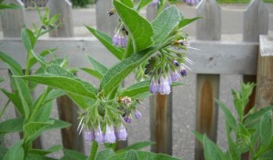 comfrey (c) RobinzRabbit (flickr.com/photos/95631775@N08/14360750790). CC BY-SA 2.0