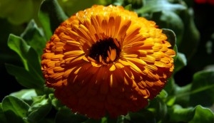 marigold-dsc00221