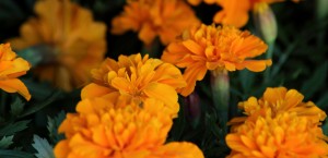 marigold-flowers-for-pd-site