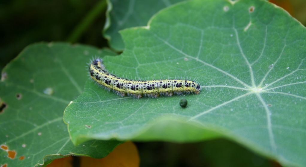 nasturtium_and_caterpillar (c) Lucy Wayland (flickr.com/photos/aardvarkoffnord/225436621). CC BY-SA 2.0
