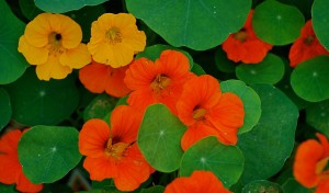 nasturtiums (c) wplynn (flickr.com/photos/warrenlynn/2649080415) CC BY-ND 2.0