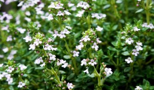 thyme (c) ennelise (pixabay.com/en/thyme-garden-plant-1421488) CCO