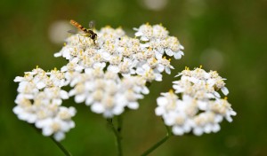 yarrow (c) ulleo (pixabay.com/p-1521132) CCO