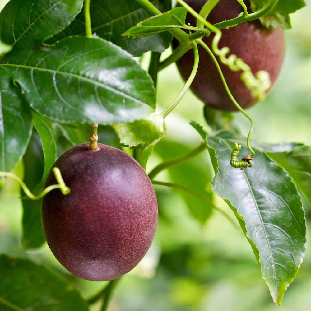 Where Is Passion Fruit Grown In India