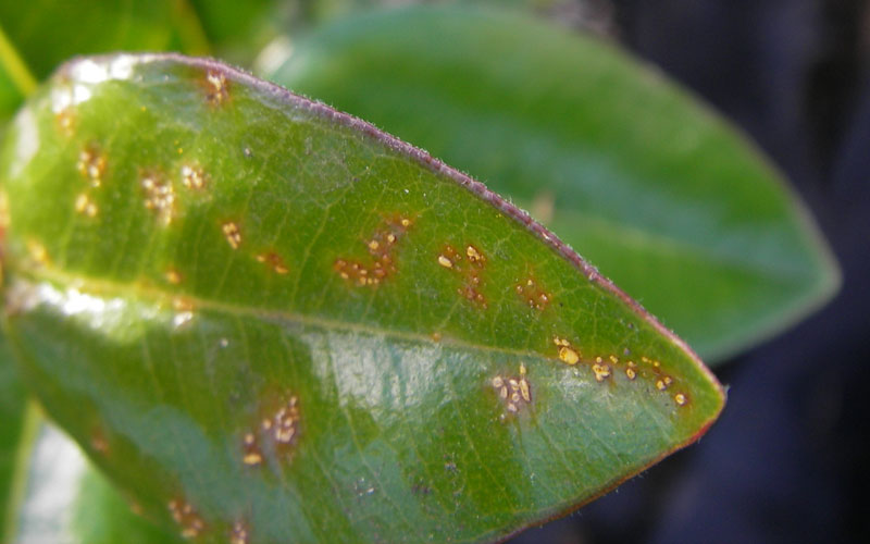 How to get rid of Myrtle Rust Kings Plant Doctor