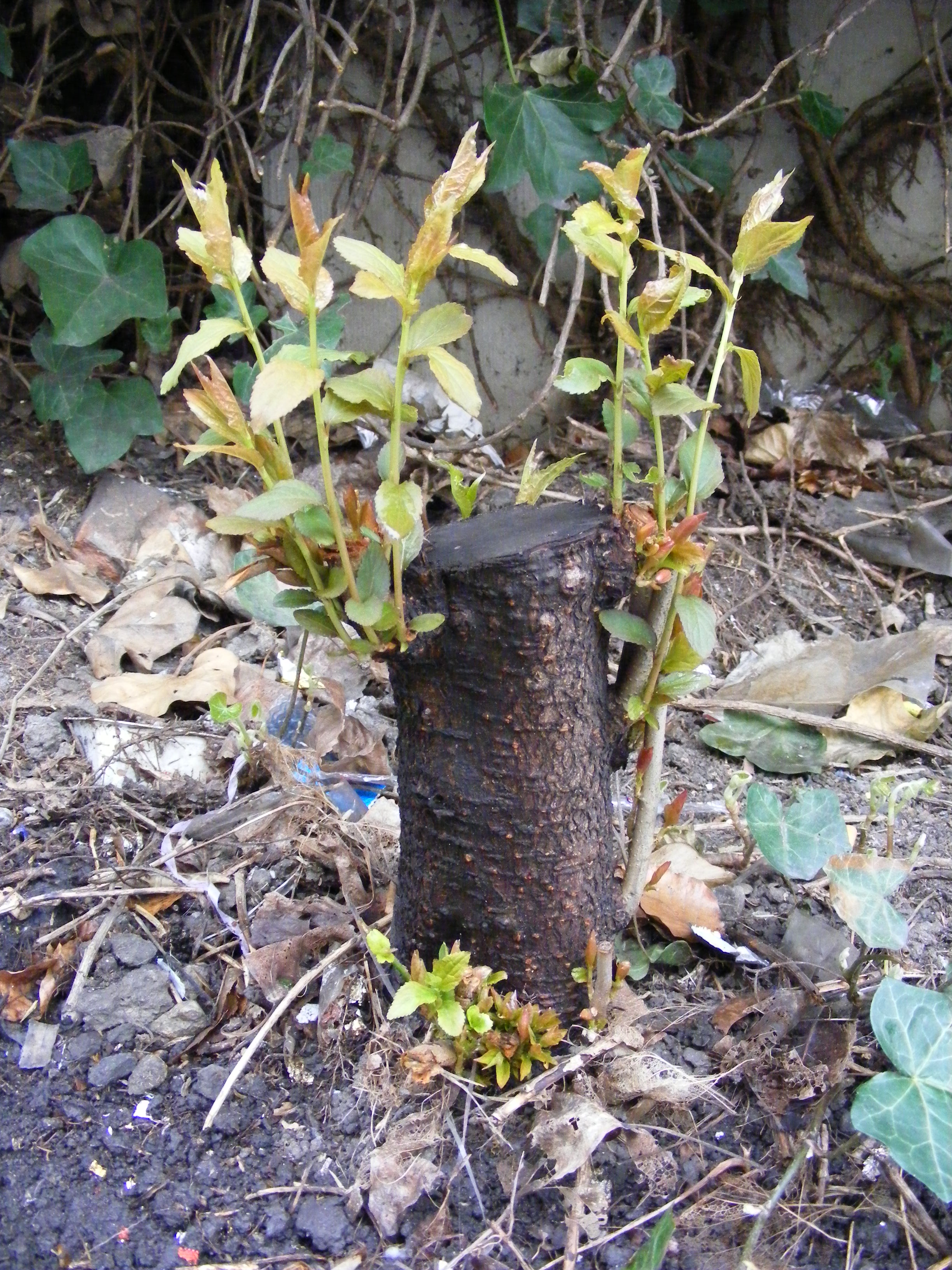 Cut Tree Trunk Stump Image & Photo (Free Trial)